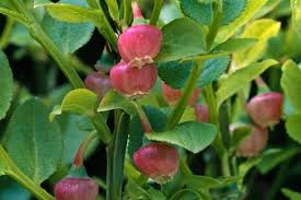 Attēlu rezultāti vaicājumam “Vaccinium myrtillus fruit”