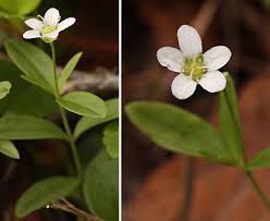 Attēlu rezultāti vaicājumam “Moehringia lateriflora flower”