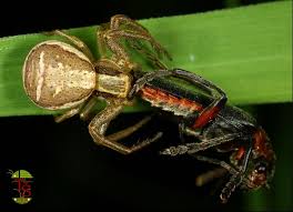 Attēlu rezultāti vaicājumam “Xysticus ulmi”