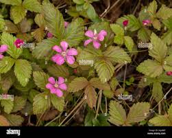 Attēlu rezultāti vaicājumam “Rubus arcticus flower”