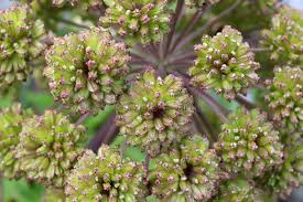 Attēlu rezultāti vaicājumam “Angelica sylvestris fruit”