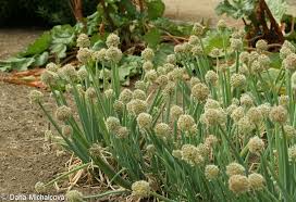 Résultat de recherche d'images pour "Allium fistulosum"