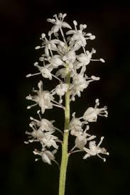 Attēlu rezultāti vaicājumam “Maianthemum bifolium flower”