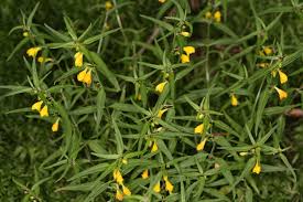 Attēlu rezultāti vaicājumam “Melampyrum sylvaticum”