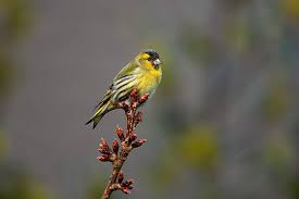 Attēlu rezultāti vaicājumam “Carduelis spinus male”