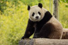 Image result for pandas
