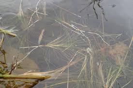 Attēlu rezultāti vaicājumam “Stuckenia filiformis bud”