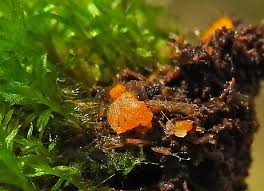 Attēlu rezultāti vaicājumam “Octospora splachnophila spores”