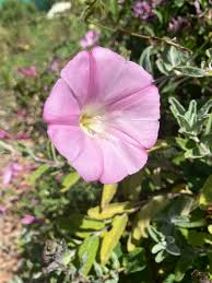 Attēlu rezultāti vaicājumam “Calystegia inflata flower”
