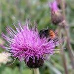 Attēlu rezultāti vaicājumam “Cirsium heterophyllum flower”
