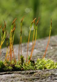 Attēlu rezultāti vaicājumam “Tortula muralis”