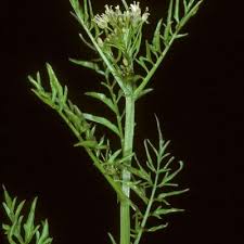 Attēlu rezultāti vaicājumam “Cardamine impatiens flower”