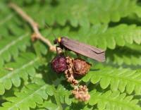 Attēlu rezultāti vaicājumam “Atolmis rubricollis”