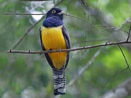 Attēlu rezultāti vaicājumam “Pseudocalliergon turgescens”