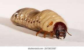 Attēlu rezultāti vaicājumam “Oryctes nasicornis larva”