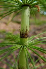 Attēlu rezultāti vaicājumam “Equisetum telmateia”