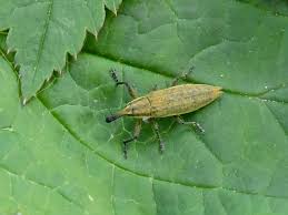 Attēlu rezultāti vaicājumam “Lixus iridis”