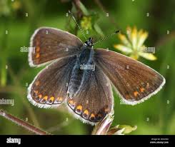 Attēlu rezultāti vaicājumam “Polyommatus icarus female”
