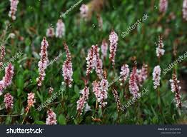 Attēlu rezultāti vaicājumam “Bistorta vivipara flower”