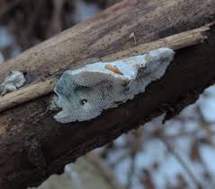 Attēlu rezultāti vaicājumam “Postia caesia”