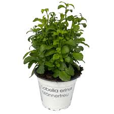 Image result for Männertreu