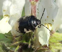 Attēlu rezultāti vaicājumam “Tritomegas bicolor”