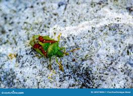 Attēlu rezultāti vaicājumam “Elasmostethus interstinctus nymph”