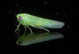 Attēlu rezultāti vaicājumam “Empoasca sp.”