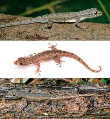 Attēlu rezultāti vaicājumam “Lycogala irregulare”