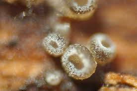 Attēlu rezultāti vaicājumam “Hyphodiscus hymeniophilus”