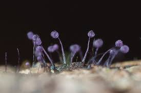 Attēlu rezultāti vaicājumam “Cribrariaceae”