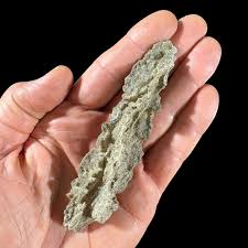 Attēlu rezultāti vaicājumam “Fuligo licentii macro”