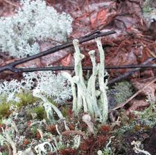 Attēlu rezultāti vaicājumam “Cladonia deformis”