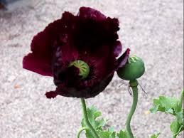 Image result for Papaver somniferum Black