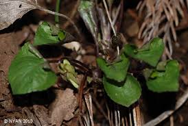 Attēlu rezultāti vaicājumam “Viola mirabilis leaf”