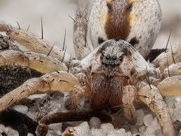 Attēlu rezultāti vaicājumam “Pisauridae”