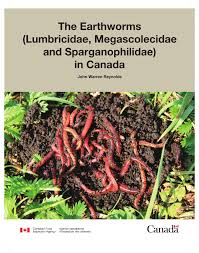 Attēlu rezultāti vaicājumam “Lumbricidae”