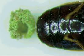 Attēlu rezultāti vaicājumam “Calodromius spilotus”