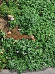 Image result for Thymus serpyllum