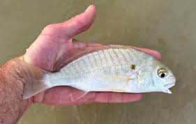 Image result for Leiostomus xanthurus