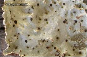 Attēlu rezultāti vaicājumam “Vouauxiomyces santessonii”