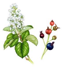 Attēlu rezultāti vaicājumam “Amelanchier spicata fruit”