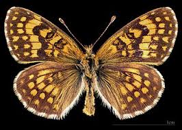 Attēlu rezultāti vaicājumam “Mellicta athalia underside”