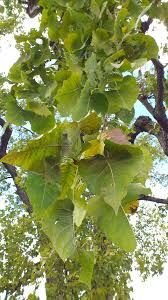 Attēlu rezultāti vaicājumam “Populus”