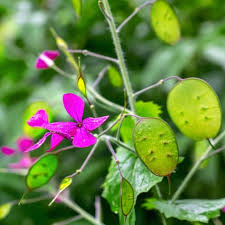 Attēlu rezultāti vaicājumam “Lunaria annua flower”