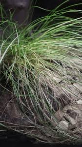 Attēlu rezultāti vaicājumam “Carex lepidocarpa leaf”