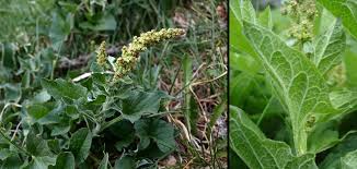 Attēlu rezultāti vaicājumam “Chenopodium bonus-henricus”