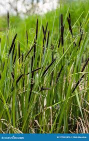 Attēlu rezultāti vaicājumam “Carex acuta”