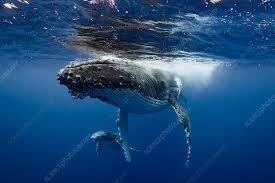 Image result for Megaptera novaeangliae