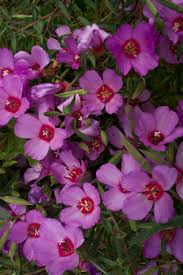 Attēlu rezultāti vaicājumam “Collaria rubens”